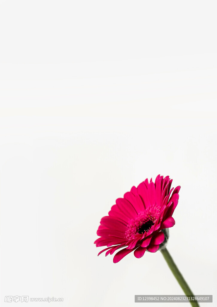 非洲菊