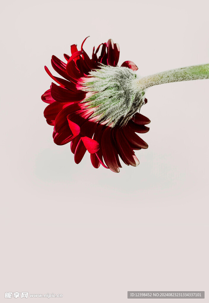 非洲菊
