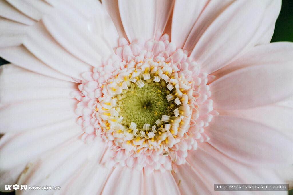 非洲菊