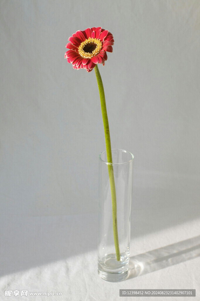 非洲菊