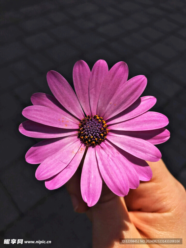非洲菊