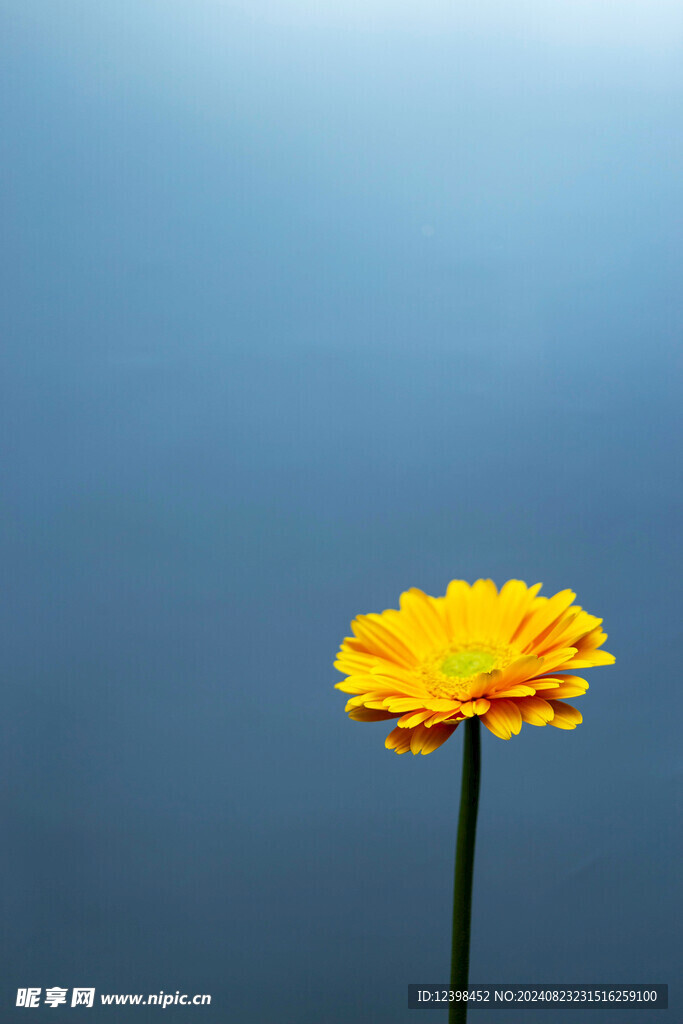 非洲菊