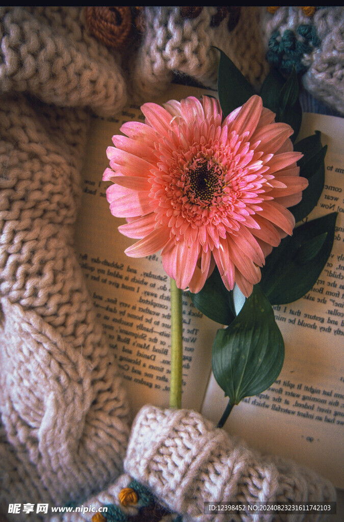 非洲菊