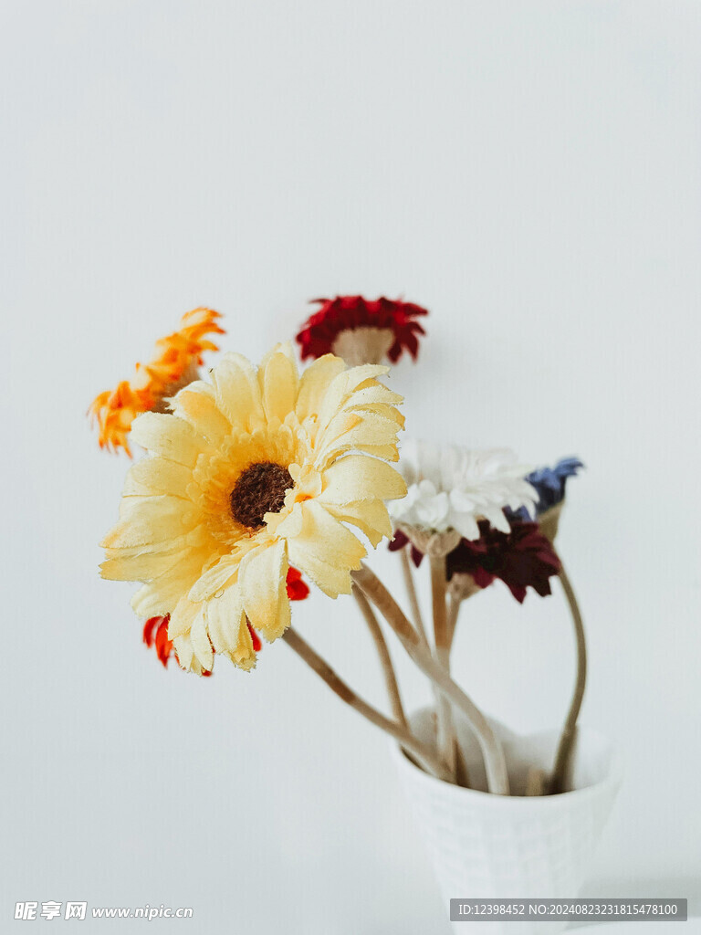 非洲菊