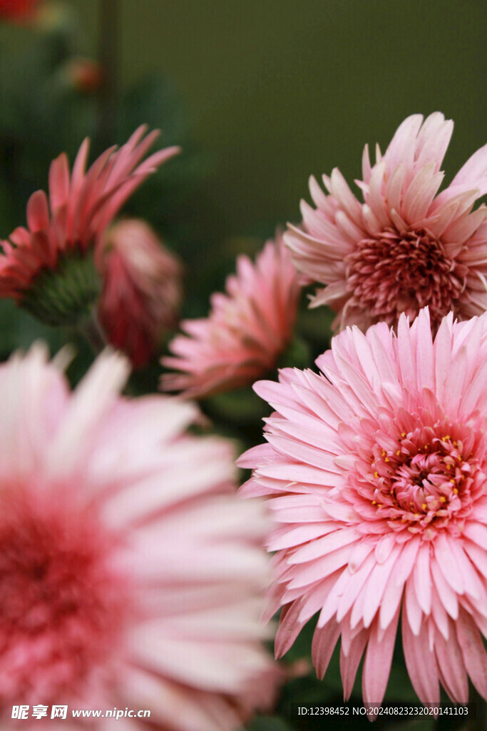 非洲菊