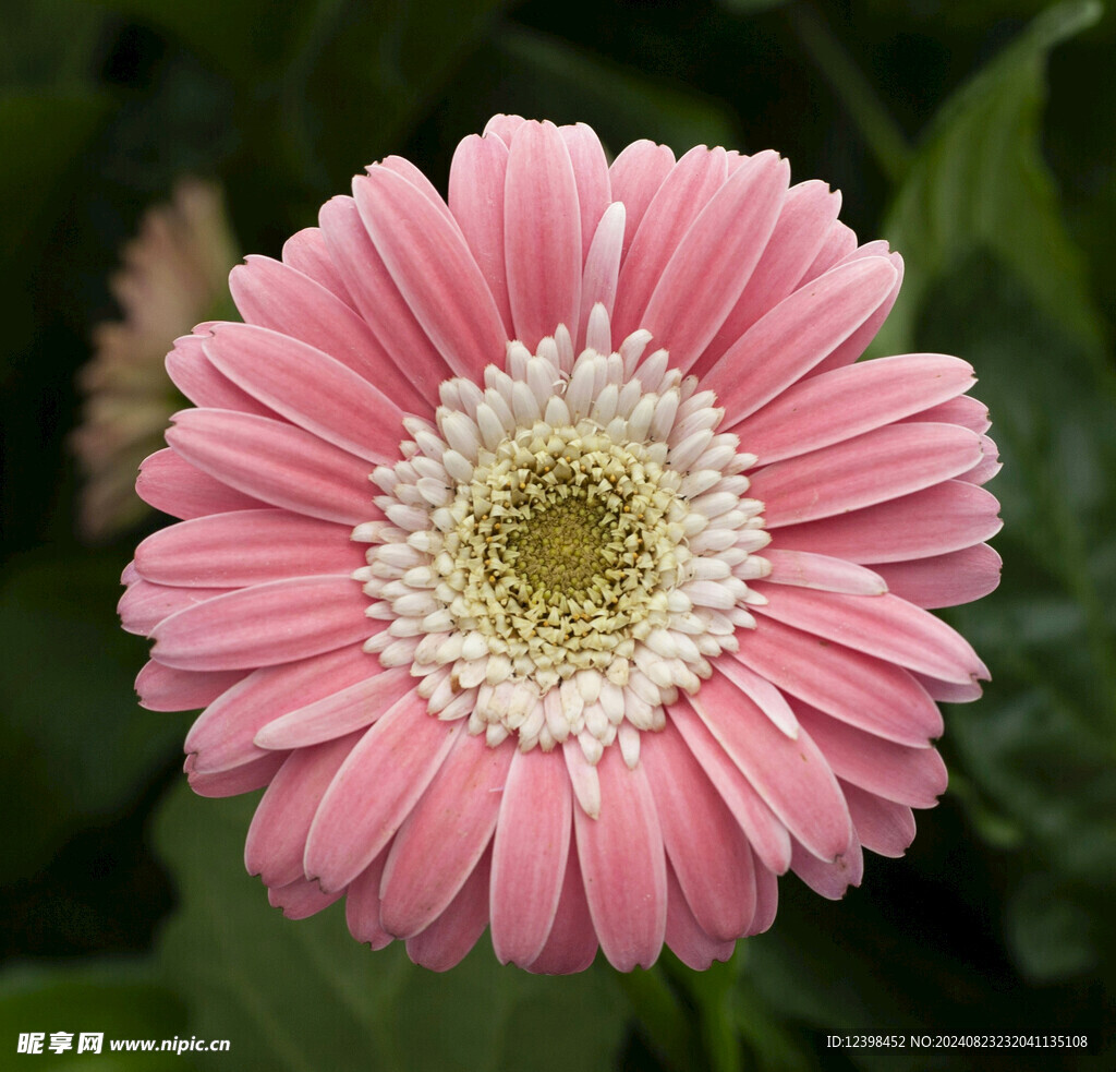 非洲菊