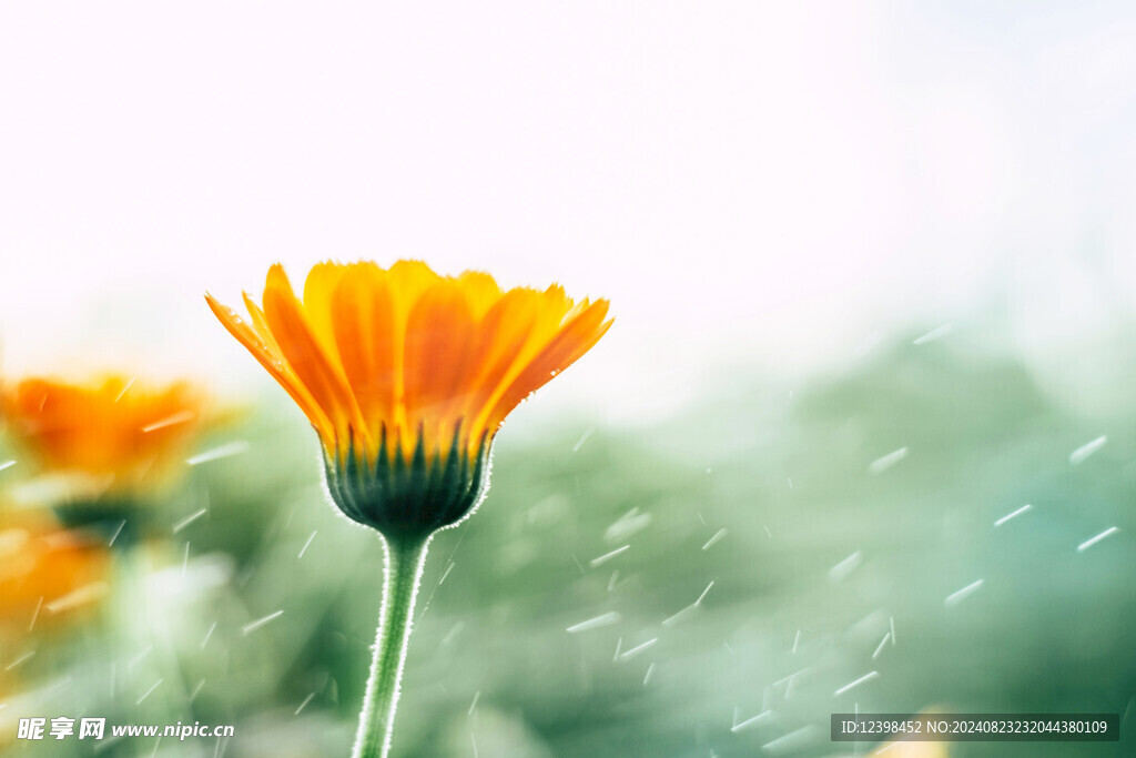 非洲菊