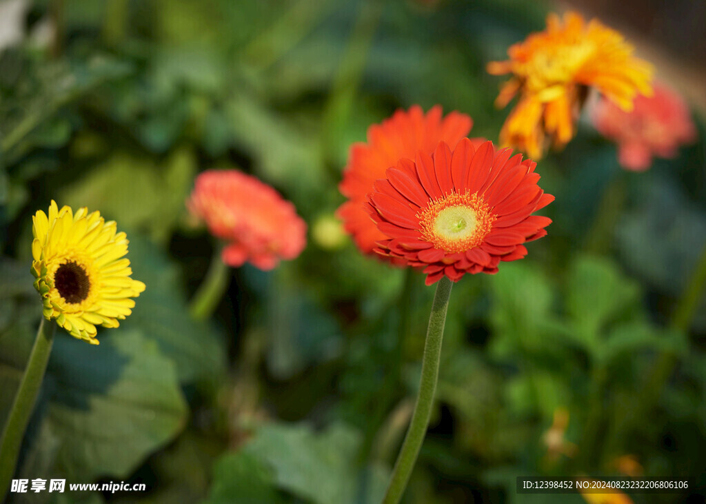 非洲菊