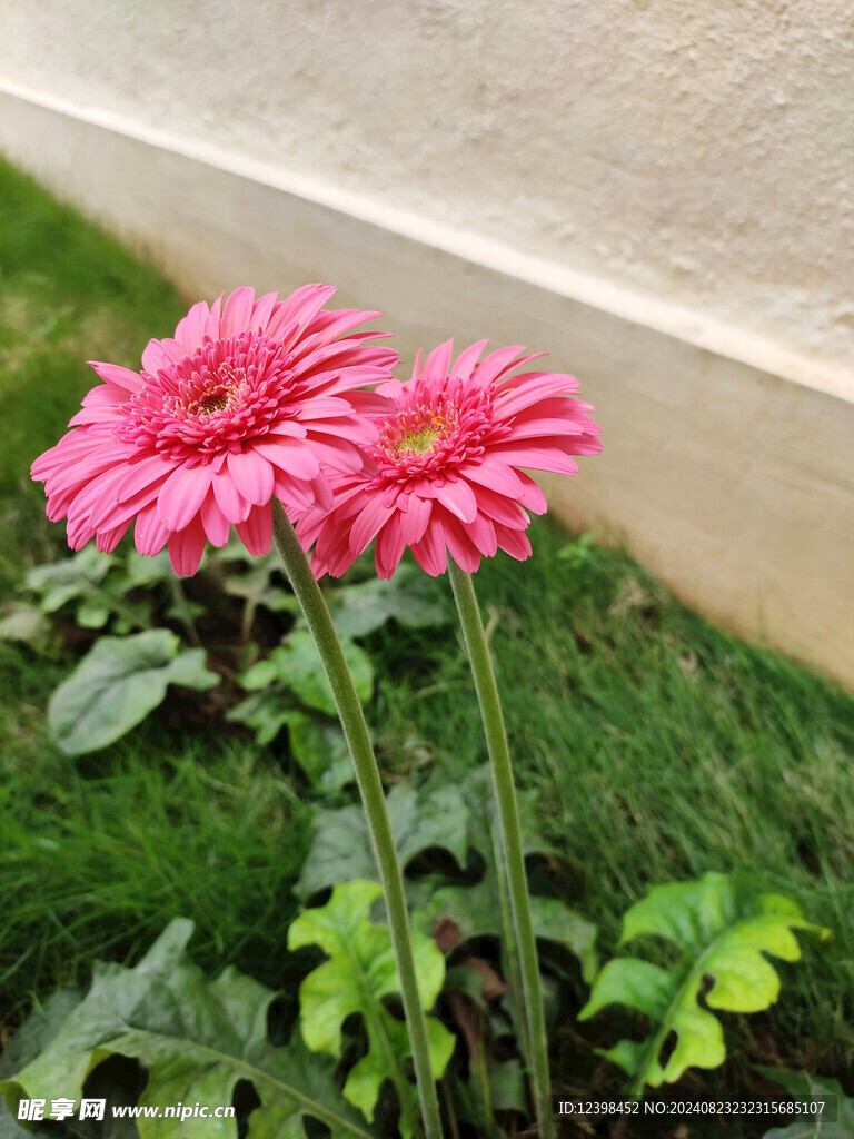 非洲菊