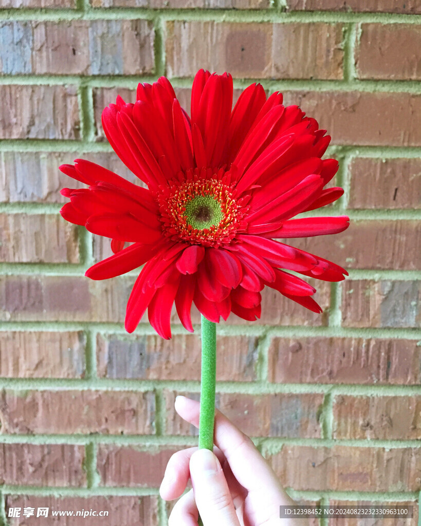 非洲菊