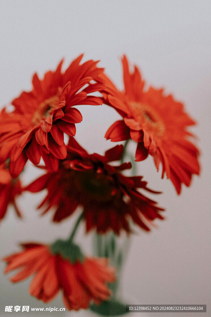 非洲菊