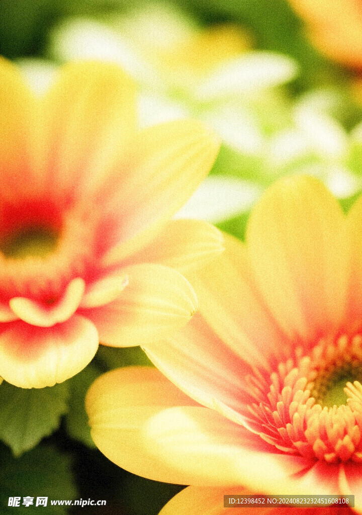 非洲菊