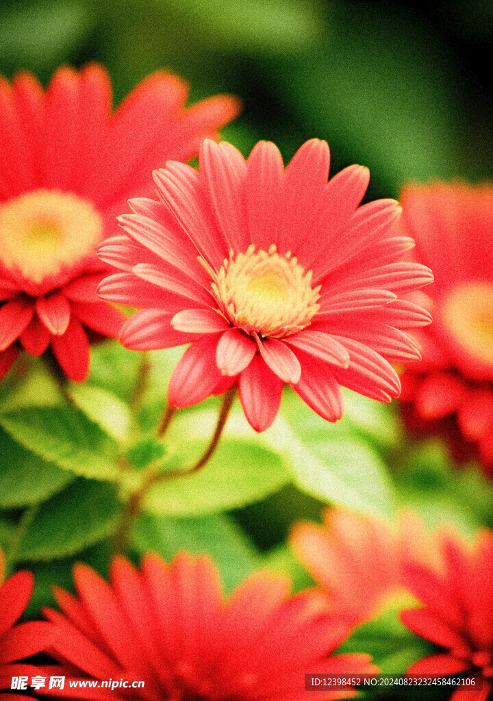 非洲菊