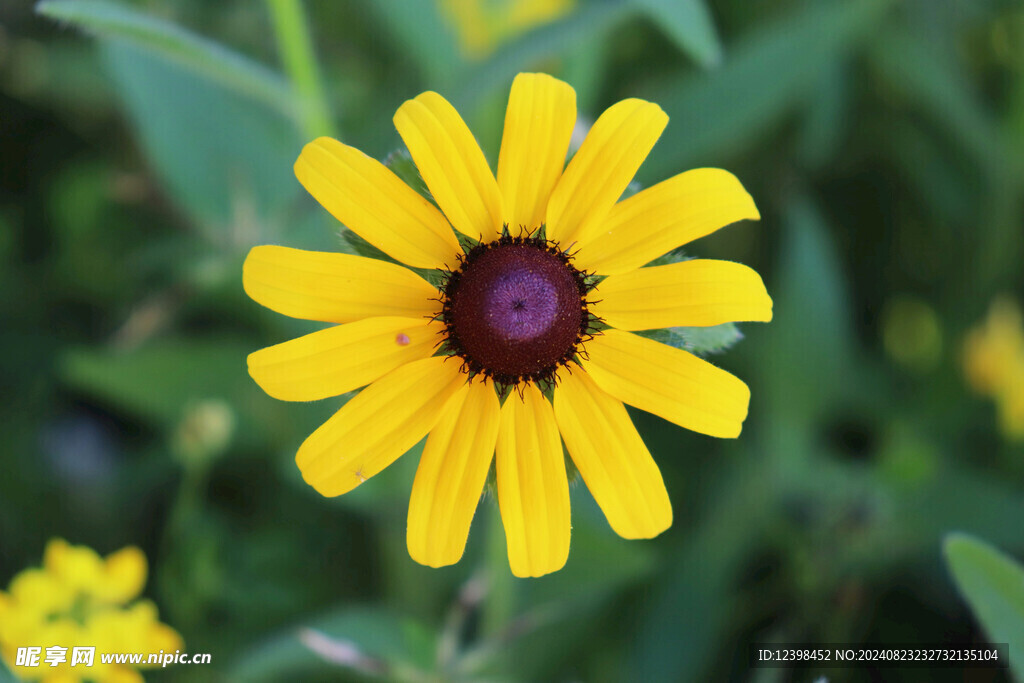 非洲菊