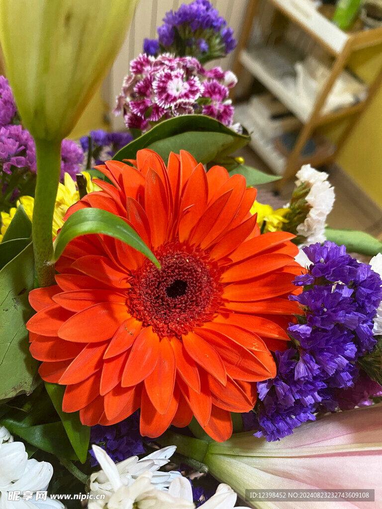 非洲菊