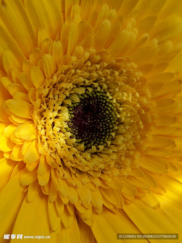 非洲菊