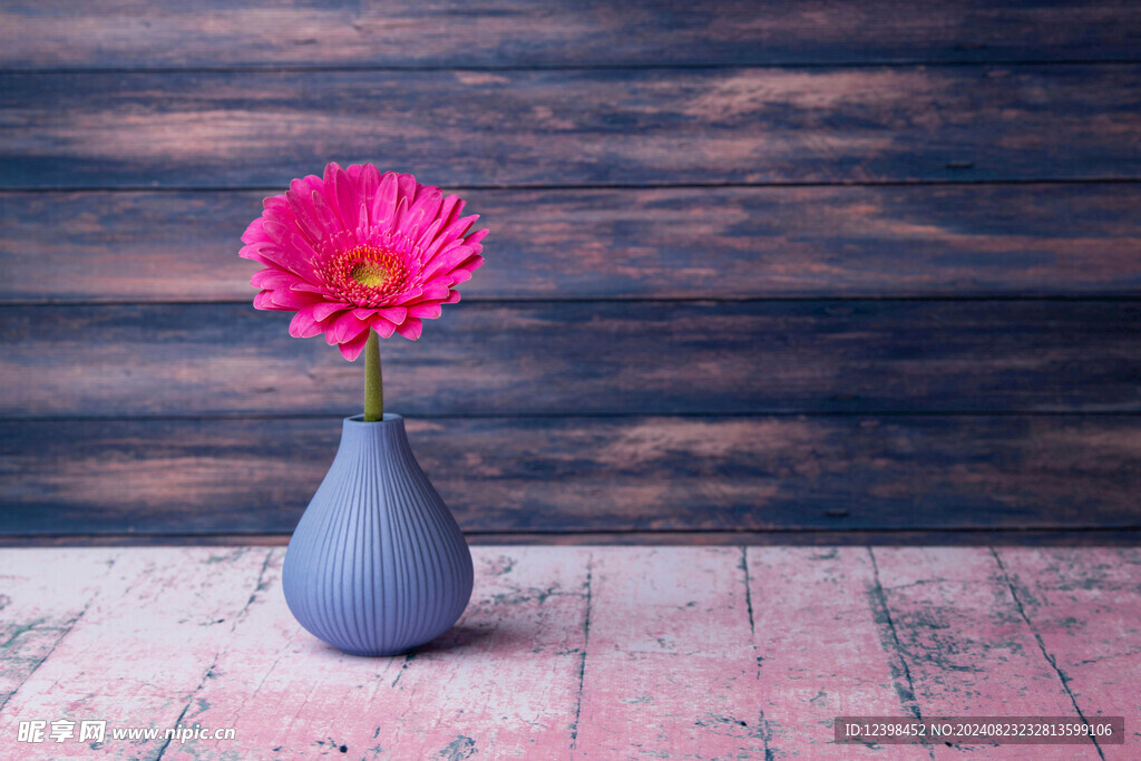 非洲菊