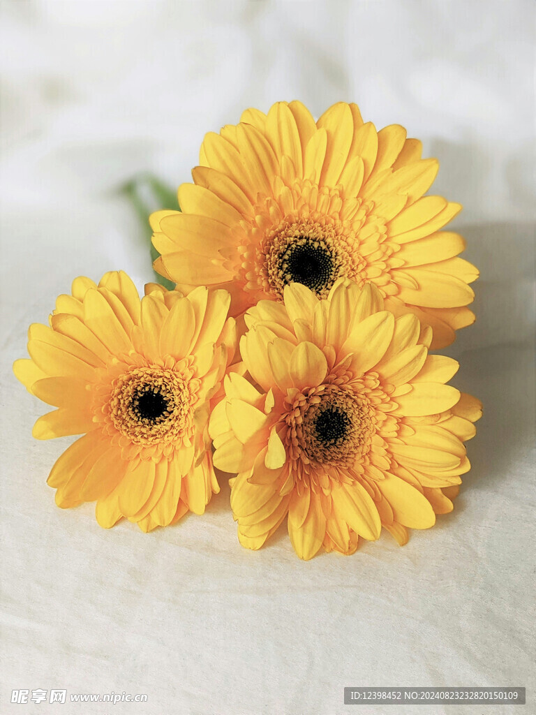 非洲菊