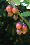 野生番茄