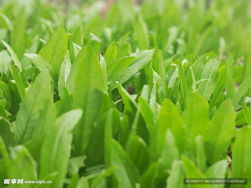 油麦菜图片