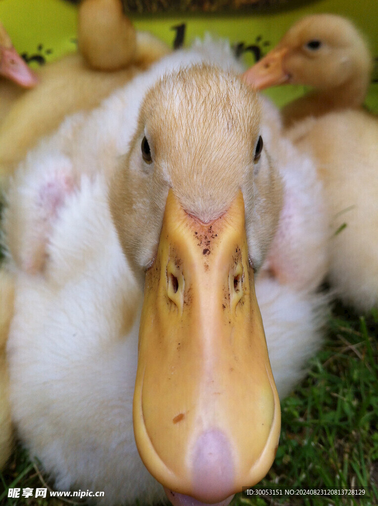 鸭子 