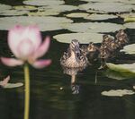 鸭子