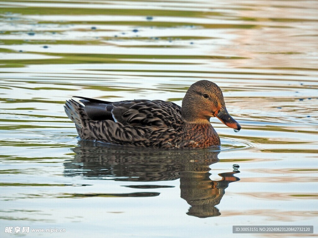 鸭子