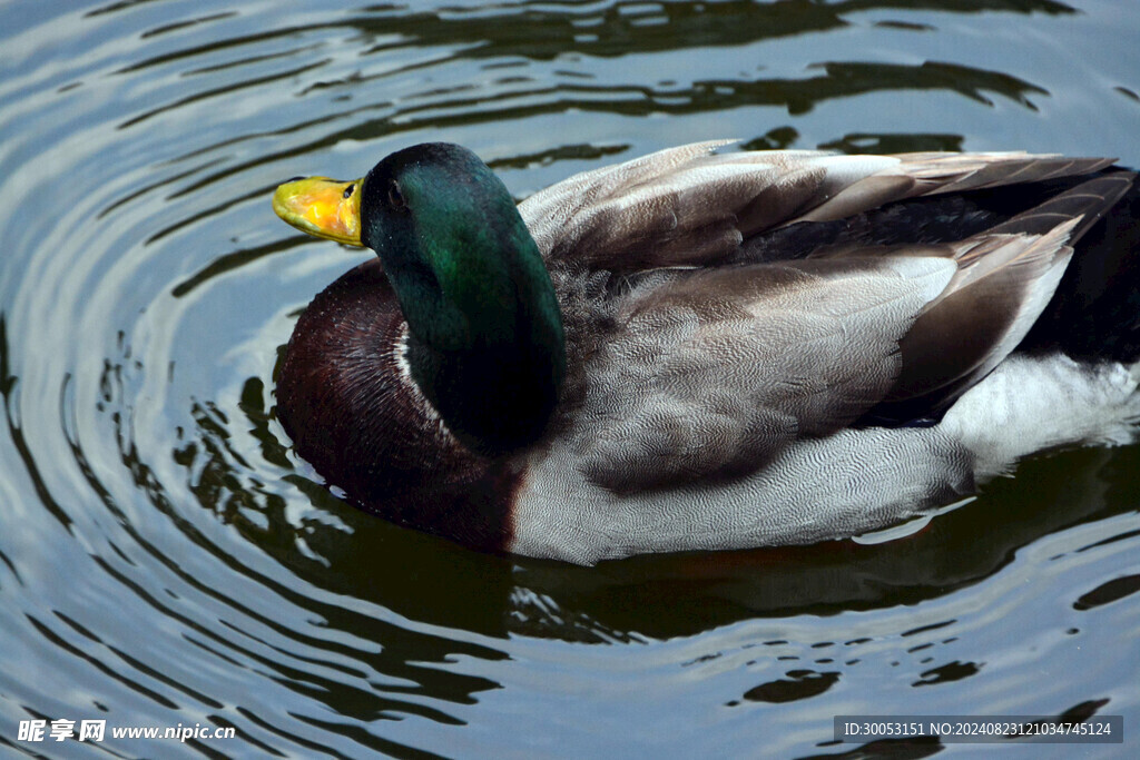 鸭子 