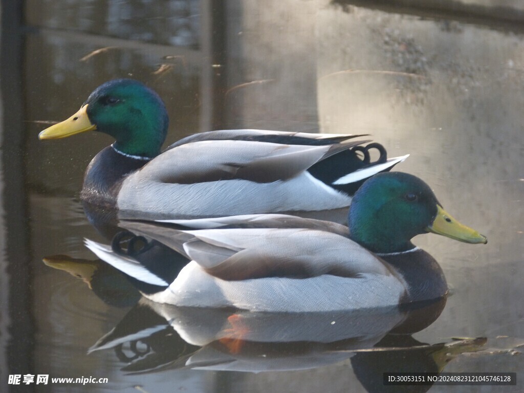 鸭子 