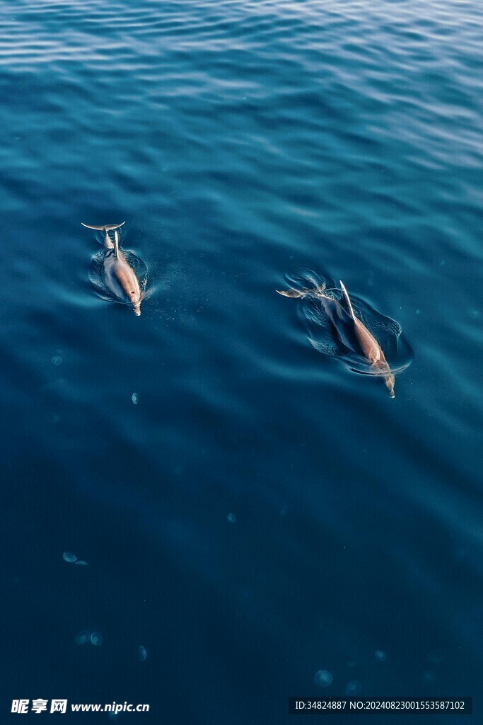 大海
