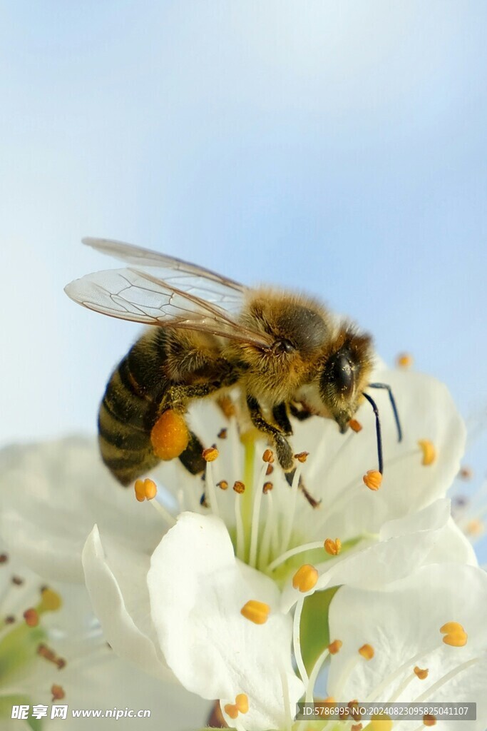 蜜蜂采蜜