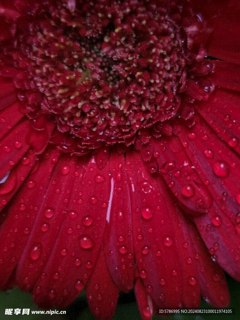 红花