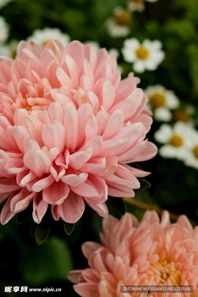 菊花