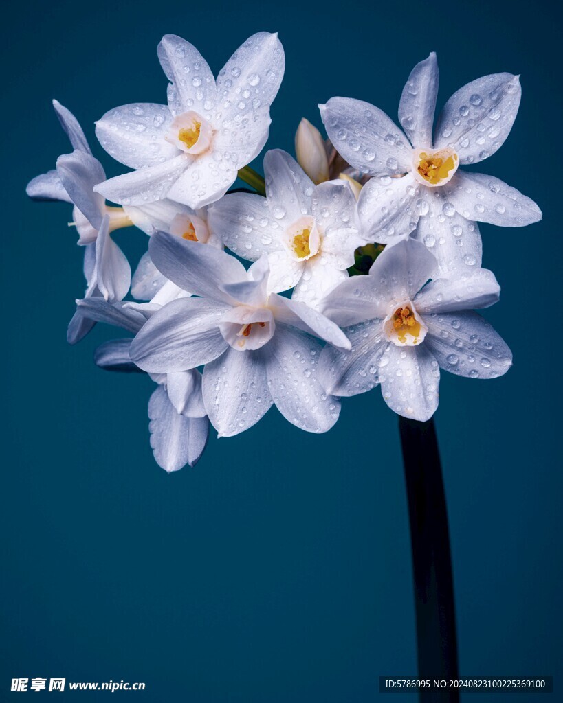 水仙花