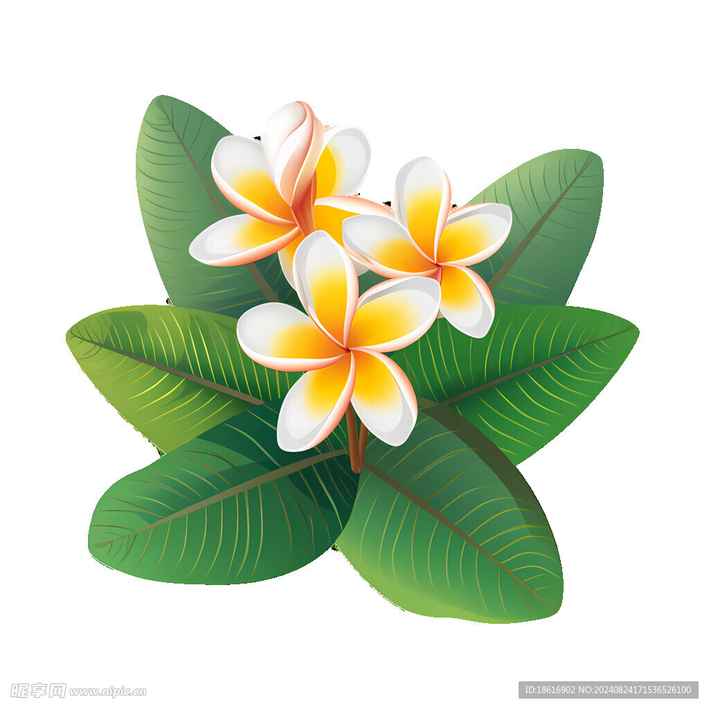 矢量插画鸡蛋花
