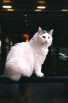猫咪
