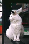 猫咪