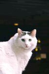 猫咪