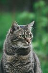 猫咪