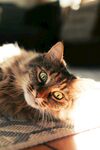 猫咪