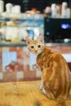 猫咪