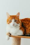 猫咪