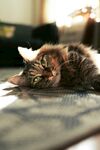 猫咪