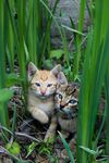 猫咪