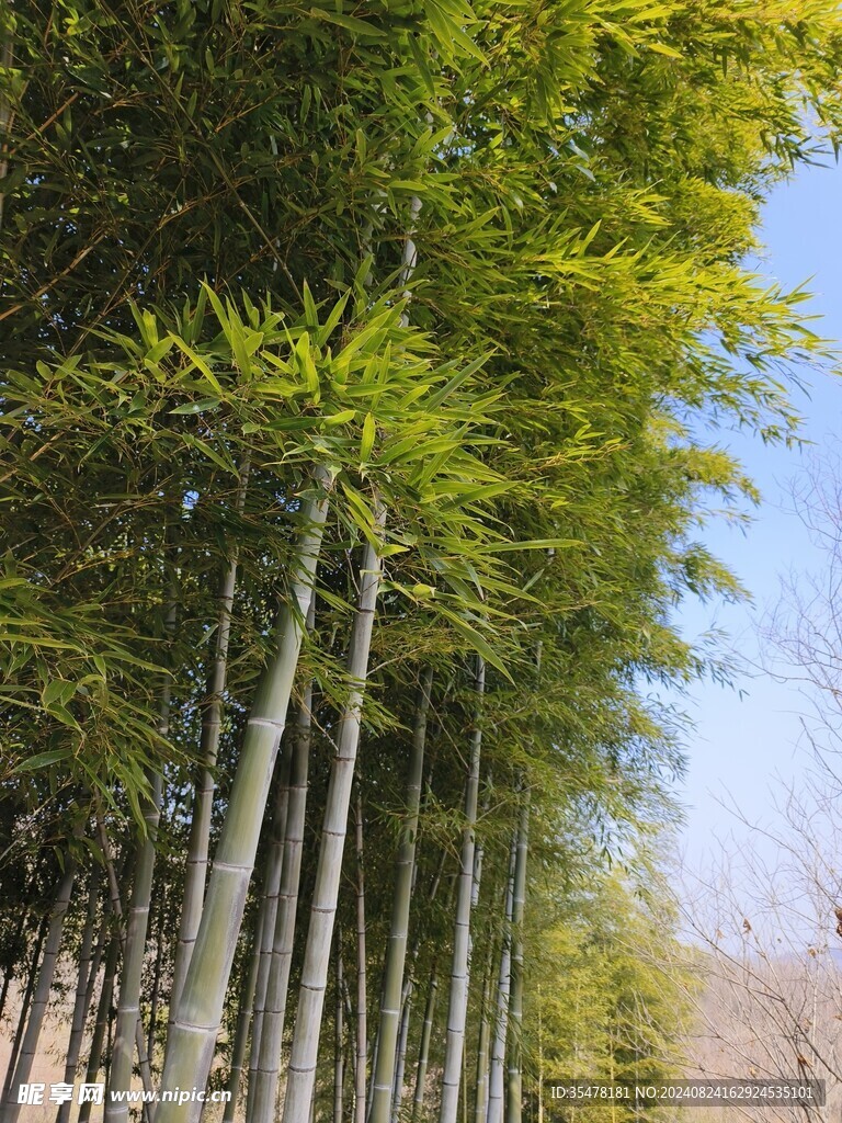 竹林