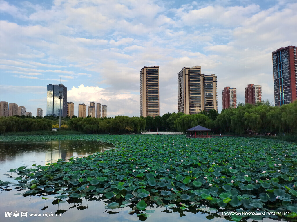 公园风景荷塘