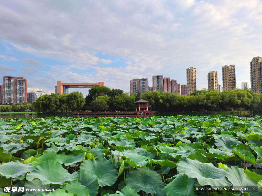 荷塘景色公园风景