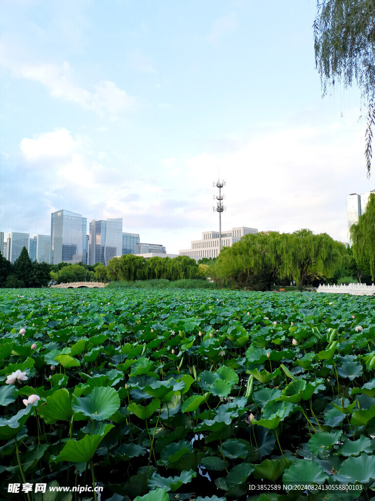 公园荷塘风景