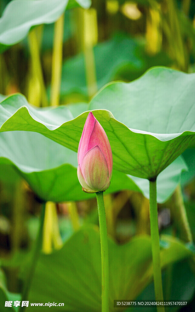 荷花花苞