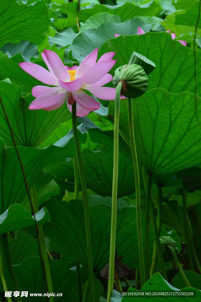 荷花荷叶  